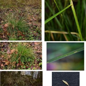 Photographie n°720747 du taxon Deschampsia cespitosa (L.) P.Beauv. [1812]