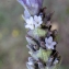  Liliane Roubaudi - Lavandula dentata L. [1753]