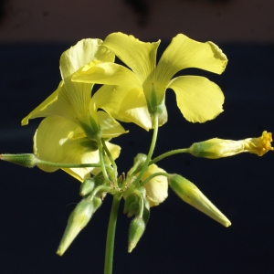 Photographie n°720794 du taxon Oxalis pes-caprae L. [1753]
