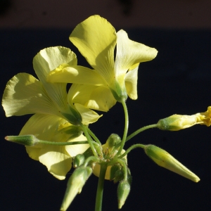 Photographie n°720795 du taxon Oxalis pes-caprae L. [1753]