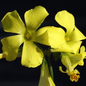 Photographie n°720796 du taxon Oxalis pes-caprae L. [1753]