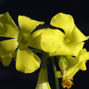 Photographie n°720797 du taxon Oxalis pes-caprae L. [1753]
