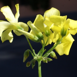 Photographie n°720800 du taxon Oxalis pes-caprae L. [1753]