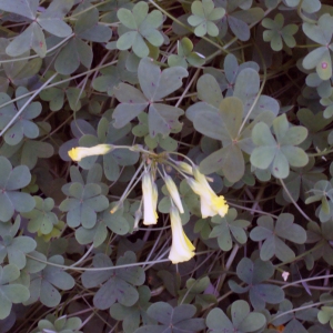 Photographie n°720801 du taxon Oxalis pes-caprae L. [1753]
