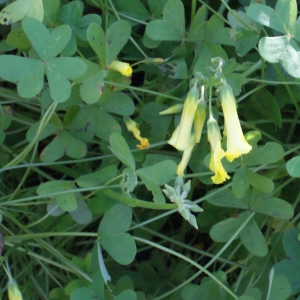 Photographie n°720802 du taxon Oxalis pes-caprae L. [1753]