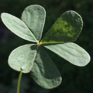 Photographie n°720804 du taxon Oxalis pes-caprae L. [1753]