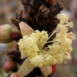 Photographie n°720845 du taxon Ricinus communis L. [1753]