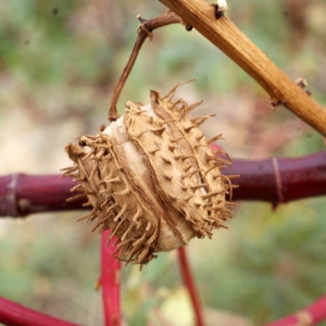 Photographie n°720848 du taxon Ricinus communis L. [1753]