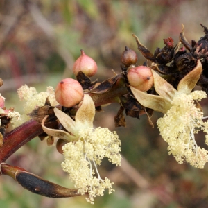 Photographie n°720858 du taxon Ricinus communis L. [1753]