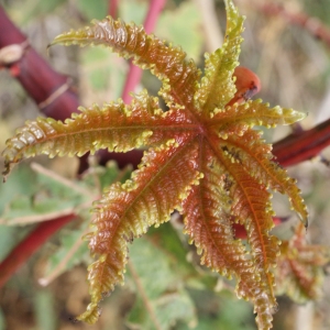 Photographie n°720860 du taxon Ricinus communis L. [1753]