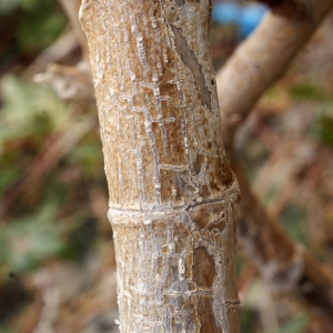 Photographie n°720861 du taxon Ricinus communis L. [1753]