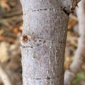 Photographie n°720863 du taxon Ricinus communis L. [1753]