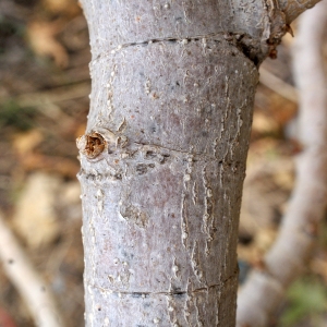 Photographie n°720864 du taxon Ricinus communis L. [1753]