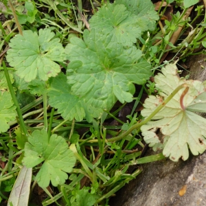 Photographie n°720874 du taxon Géranium à feuilles molles