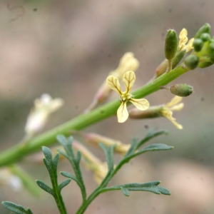 Photographie n°720920 du taxon Carrichtera annua (L.) DC. [1821]