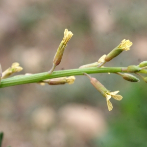 Photographie n°720921 du taxon Carrichtera annua (L.) DC. [1821]