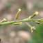  Liliane Roubaudi - Carrichtera annua (L.) DC. [1821]