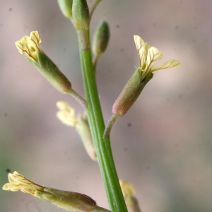 Photographie n°720922 du taxon Carrichtera annua (L.) DC. [1821]