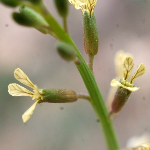 Photographie n°720923 du taxon Carrichtera annua (L.) DC. [1821]