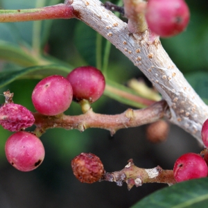 Photographie n°720963 du taxon Pistacia lentiscus L. [1753]