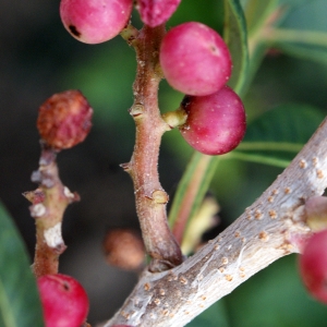 Photographie n°720964 du taxon Pistacia lentiscus L. [1753]