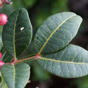 Photographie n°720965 du taxon Pistacia lentiscus L. [1753]