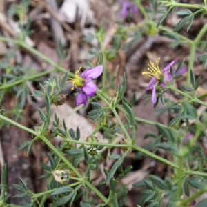 Photographie n°721013 du taxon Fagonia cretica L. [1753]