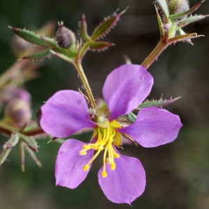 Photographie n°721021 du taxon Fagonia cretica L. [1753]