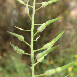 Photographie n°721110 du taxon Sinapis alba L. [1753]