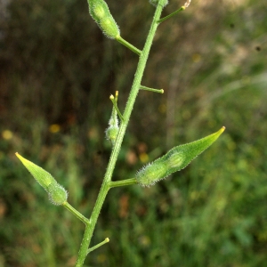 Photographie n°721113 du taxon Sinapis alba L. [1753]