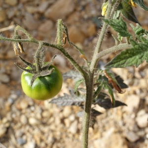 Photographie n°721122 du taxon Solanum lycopersicum L. [1753]