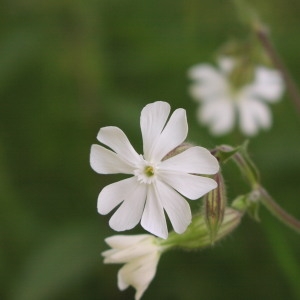 Photographie n°721125 du taxon Silene latifolia subsp. alba (Mill.) Greuter & Burdet [1982]