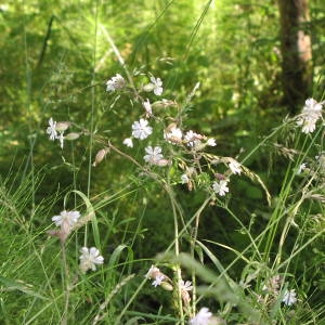 Photographie n°721127 du taxon Silene latifolia subsp. alba (Mill.) Greuter & Burdet [1982]