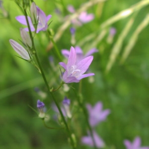 Photographie n°721130 du taxon Campanula patula L. [1753]