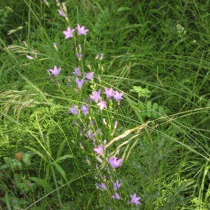 Photographie n°721131 du taxon Campanula patula L. [1753]