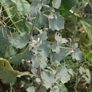 Photographie n°721135 du taxon Solanum villosum Mill. [1768]