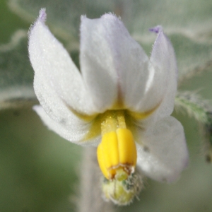 Photographie n°721137 du taxon Solanum villosum Mill. [1768]