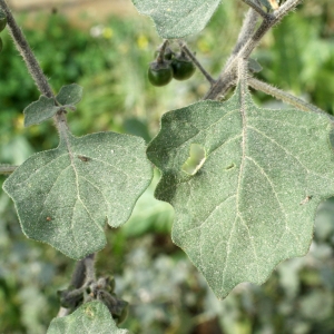 Photographie n°721152 du taxon Solanum villosum Mill. [1768]