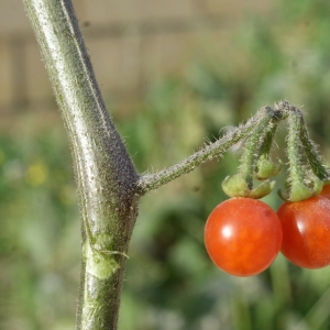 Photographie n°721157 du taxon Solanum villosum Mill. [1768]