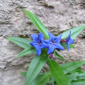 Photographie n°721209 du taxon Buglossoides purpurocaerulea (L.) I.M.Johnst. [1954]