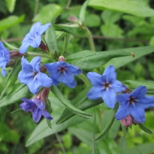 Photographie n°721212 du taxon Buglossoides purpurocaerulea (L.) I.M.Johnst. [1954]