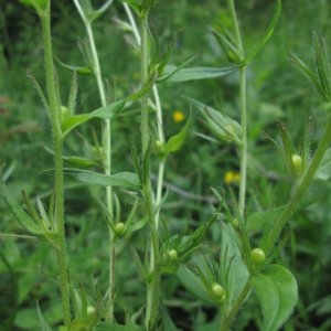 Photographie n°721213 du taxon Buglossoides purpurocaerulea (L.) I.M.Johnst.
