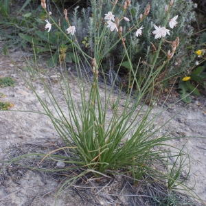 Photographie n°721219 du taxon Asphodelus fistulosus L. [1753]