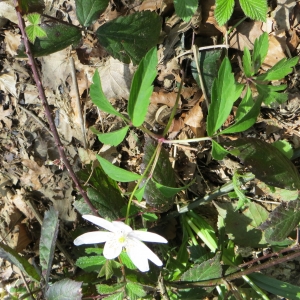 Photographie n°721265 du taxon Anemone nemorosa L. [1753]