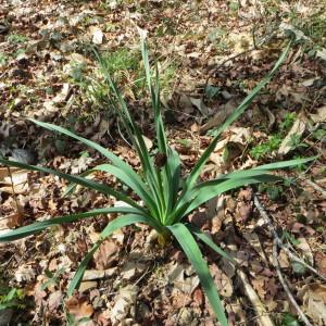 Photographie n°721267 du taxon Asphodelus albus Mill. [1768]