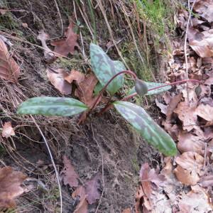 Photographie n°721273 du taxon Erythronium dens-canis L. [1753]