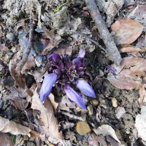 Photographie n°721275 du taxon Lathraea clandestina L. [1753]