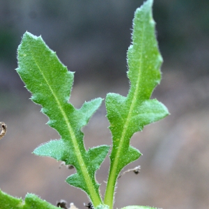 Photographie n°721334 du taxon Centaurea calcitrapa L. [1753]