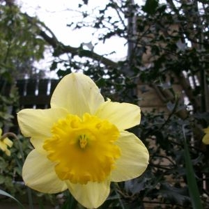 Photographie n°721350 du taxon Narcissus pseudonarcissus L. [1753]