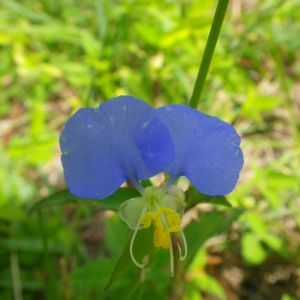 Photographie n°721492 du taxon Commelina communis L. [1753]